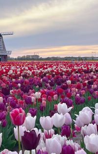 比利时+法兰克福+法国+荷兰+瑞士+因特拉肯10日7晚跟团游